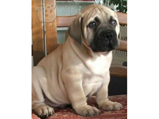 Bull mastiff καθαρόαιμα επιλογής
